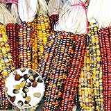 Graines de plantes de fleurs 1 sac Oreille de maïs Non-OGM Fresh Colorful Glass Gem Corn Seed for Botanist - Mixed Color Corn Seeds Photo, nouveau 2024, meilleur prix 0,01 € examen