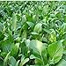 Photo 1000Pcs Choy Sum Yu Choy Chinese Flowering Cabbage Seeds review