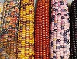 Mountain Indian Corn Seeds for Planting Outdoors, 100+ Rainbow Corn Seeds ( Mixed Painted Mountain Indian Corn ), Rainbow Corn Seeds, Ornamental Corn Photo, new 2024, best price $10.96 ($0.11 / Count) review