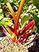 Foto Holsteiner Blut Rhabarber, rot, Rhabarberpflanze, Busch, Rheum raponticum, Obststaude winterhart, im Topf Rezension