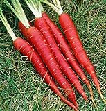 Atomic Red Carrots, 250 Heirloom Seeds Per Packet, Non GMO Seeds, (Isla's Garden Seeds), Botanical Name: Daucus Carrota, 80% Germination Rates Photo, new 2024, best price $5.99 ($0.02 / Count) review