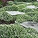 Photo Outsidepride Irish Moss Ground Cover Plant Seed - 10000 Seeds review