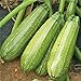 Photo Grey Zucchini Squash Seeds | Mexican Gray Calabacita Summer Courgette Kousa / 20 Seeds by OrginBud review