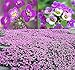 Photo BIG PACK - (60,000+) Alyssum Royal Carpet Seeds - Fragrant Lobularia maritima - Attracts Honey Bees, Butterfly - Ground Cover for Zones 3+ Flower Seeds By MySeeds.Co (Big Pack - Alyssum Royal Carpet) review