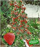 BALDUR Garten Kletter-Erdbeere 'Hummi®', 3 Pflanzen Fragaria Erdbeerbäumchen schnellwachsende Klettererdbeeren, selbstfruchtend Foto, neu 2024, bester Preis 11,95 € Rezension