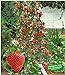 Foto BALDUR Garten Kletter-Erdbeere 'Hummi®', 3 Pflanzen Fragaria Erdbeerbäumchen schnellwachsende Klettererdbeeren, selbstfruchtend Rezension