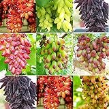 SAVIORD 100pcs Mixed Sweet Seedless Grape Fruit Seeds Photo, new 2024, best price $10.30 review