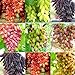 Photo SAVIORD 100pcs Mixed Sweet Seedless Grape Fruit Seeds review