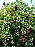 BlackBerry Triple Crown Plants-Garden- Fruit-Thorn-Less-Live Plant-6pk by Grower's Solution Photo, new 2024, best price $49.95 ($8.32 / Count) review