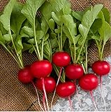 David's Garden Seeds Radish Rover (Red) 200 Non-GMO, Hybrid Seeds Photo, new 2024, best price $3.45 review