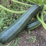 Coucourzelle Zucchini Samen für ca. 10 Pflanzen - gestreifte Früchte, ertragreich Foto, neu 2024, bester Preis 1,69 € (0,17 € / stück) Rezension