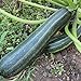 Foto Coucourzelle Zucchini Samen für ca. 10 Pflanzen - gestreifte Früchte, ertragreich Rezension