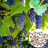 KOqwez33 Seeds for Garden Yard Potted Decoration,50Pcs/Bag Grape Seeds Phyto-Nutrients Rich Vitamins Perennial Indoor Potted Fruit Seeds for Garden - Grape Seeds Photo, new 2024, best price $1.50 review