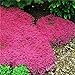 Photo Graines de fleurs rampantes Graines de thym ou de graines bleu arabette - décoration de jardin vivace Couvre-sol fleur 40pcs AA examen