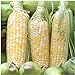 Photo Seed Needs, Peaches & Cream Sweet Corn (Zea mays) Bulk Package of 230 Seeds Non-GMO review