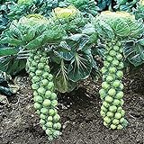 NIKA SEEDS - Vegetable Brussels Sprout Cabbage Green (Possible to Grow Indoor) - 150 Seeds Photo, new 2024, best price $6.95 ($0.05 / Count) review