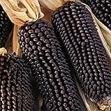 Maissamen für Pflanzen, 1 Beutel Mais-Samen natürlich frisch leicht rustikal Maissamen für Garten – Schwarze Maissamen Foto, neu 2024, bester Preis 2,39 € Rezension