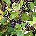 Photo Wild Grape Vine Seeds (Vitis riparia) Packet of 10 Seeds review