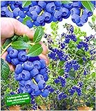 BALDUR Garten Trauben-Heidelbeere 'Reka® Blue', 1 Pflanze, Blaubeeren Heidelbeeren Pflanze, Vaccinium corymbosum reichtragend Foto, neu 2024, bester Preis 9,95 € Rezension