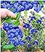 Foto BALDUR Garten Trauben-Heidelbeere 'Reka® Blue', 1 Pflanze, Blaubeeren Heidelbeeren Pflanze, Vaccinium corymbosum reichtragend Rezension