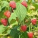 Photo Red Raspberry Seeds (Rubus idaeus) Packet of 50 Seeds review