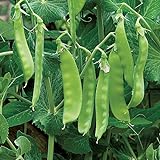 Burpee Oregon Sugar Pod II Pea Seeds 300 seeds Photo, new 2024, best price $7.39 ($0.02 / Count) review