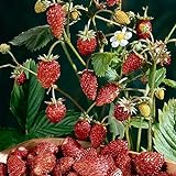 David's Garden Seeds Fruit Strawberry Mignonette 2210 (Red) 50 Non-GMO, Heirloom Seeds Photo, new 2024, best price $4.45 review