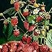 Photo David's Garden Seeds Fruit Strawberry Mignonette 2210 (Red) 50 Non-GMO, Heirloom Seeds review