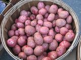 Potato Seed - MOZART - Excellent Table Quality Potato - ORGANIC - 6 Tubers Photo, new 2024, best price $10.99 review