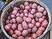 Photo Potato Seed - MOZART - Excellent Table Quality Potato - ORGANIC - 6 Tubers review
