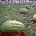 Foto TENGGO Egrow 30Pcs Semillas de Gigante Sandía Negra Tyrant Rey Semillas de Sandía Fruta de Jardín revisión