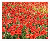 Red Flanders Poppies - 50,000 Flanders Poppy Seeds - Marde Ross & Company Photo, new 2024, best price $11.99 ($0.00 / Count) review