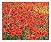 Photo Red Flanders Poppies - 50,000 Flanders Poppy Seeds - Marde Ross & Company review