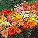Photo Asiatic Lilies Mix (10 Pack of Bulbs) - Freshly Dug Perennial Lily Flower Bulbs review