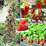 250+ Red Climbing Strawberry Seeds Everbearing Fruit Plant Home Garden Sweet and Delicious Photo, new 2024, best price $8.00 ($0.03 / Count) review