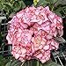 Foto Oce180anYLVUK Hortensiensamen, 1 Beutel Hortensiensamen Seltene Kleine Kugelförmige Blumensamen Riesige Schneebälle Für Den Garten Rosa Hortensie Rezension