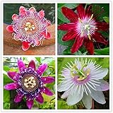 50pcs Passion Flower Seeds Garden Rare Passiflora Incarnata Potted Plants Seeds Photo, new 2024, best price $9.00 ($0.18 / Count) review