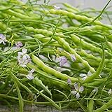 Rat's Tail Radish Seeds - Packet of 20 Seeds Photo, new 2024, best price $8.97 review