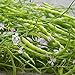 Photo Rat's Tail Radish Seeds - Packet of 20 Seeds review