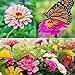 Photo Zinnia Seeds for Planting Outdoors, Over 480 Seeds Giving You The Zinnia Flowers You Need, Zinnia Elegans, 4.2 Grams, Non-GMO review