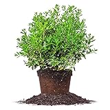 Needlepoint Holly - Size: 1 Gallon, Live Plant, Includes Special Blend Fertilizer & Planting Guide Photo, new 2024, best price $27.25 review