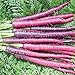 Photo David's Garden Seeds Carrot Cosmic Purple 1199 (Purple) 200 Non-GMO, Heirloom Seeds review