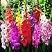 Photo Mixed Gladiolus Flower Bulbs - 50 Bulbs Assorted Colors review