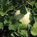 Honeydew Seeds - Green Flesh - Heirloom - Liliana's Garden Photo, new 2024, best price $5.95 review