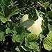 Photo Honeydew Seeds - Green Flesh - Heirloom - Liliana's Garden review