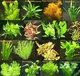 9 Bunde mit über 60 Aquarium-Pflanzen + Dünger - farbiges Sortiment für 60-100 Liter Aquarien, Wasserpflanzen für alle Aquarienbereiche Foto, neu 2024, bester Preis 31,95 € Rezension