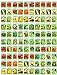 Photo 100 Assorted Heirloom Vegetable Seeds 100% Non-GMO (100, Deluxe Assorted Vegetable Seeds) review