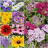 Seed Needs, Butterfly Attracting All Perennial Wildflower Mixture, 30,000 Seeds Bulk Package (99% Pure Live Seed) Photo, new 2024, best price $11.99 ($0.00 / Count) review