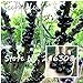 Foto Semillas de plantas ornamentales Plinia cauliflora Semillas 100 piezas de fruta familia Myrtaceae Jabuticaba Novel planta brasileña semillas de árboles de uva revisión