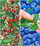 BALDUR Garten Beeren-Kollektion, 4 Pflanzen Klettererdbeere und Heidelbeere Reka Foto, neu 2024, bester Preis 20,85 € Rezension